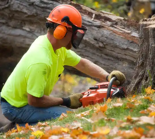 tree services Warroad